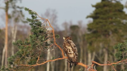 White-tailed eagle on pine tree