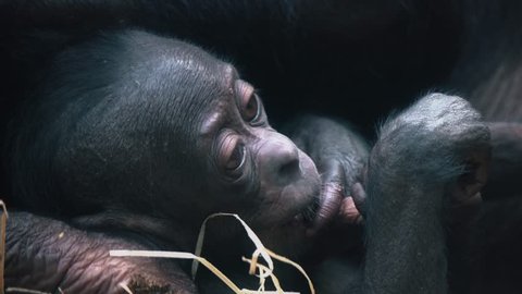 Bonobo cub