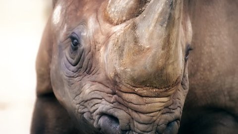 Rhino, Rhinoceros close up