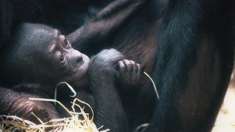 Bonobo cub