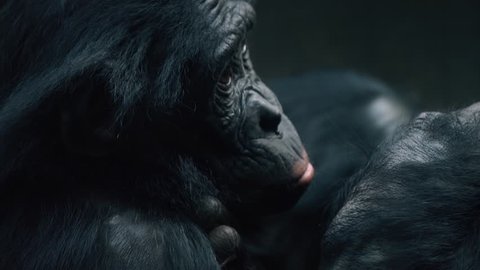 Bonobo close-up