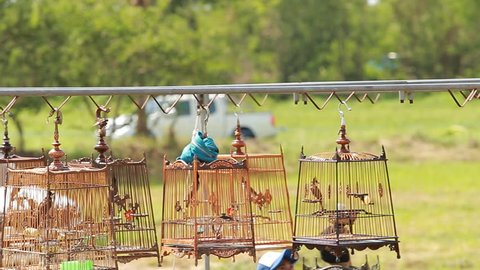 KORAT, THAILAND - JUNE 12, 2016. People cheer and enjoy in "bird call contest" (Red-whiskered bulbul) on june 12,2016 in korat, Thailand