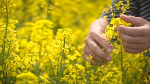Male Farmer in Oilseed Rapeseed Cultivated Agricultural Field Examining Canola