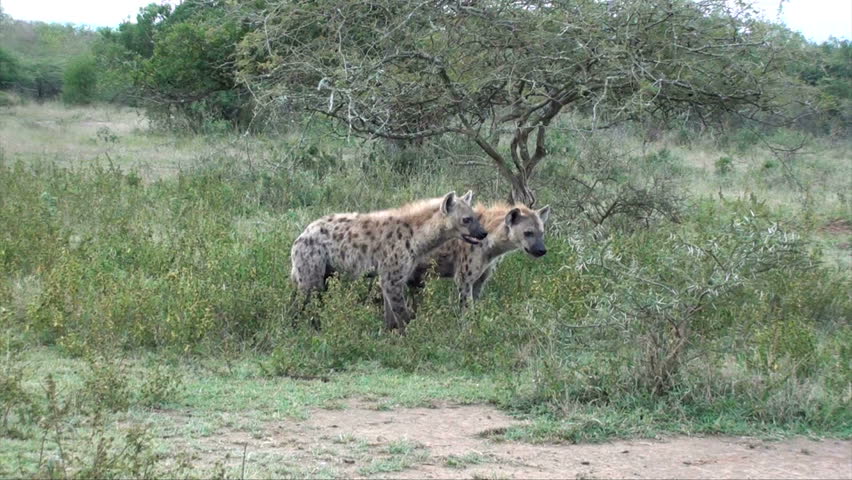 Two hyenas showing affection