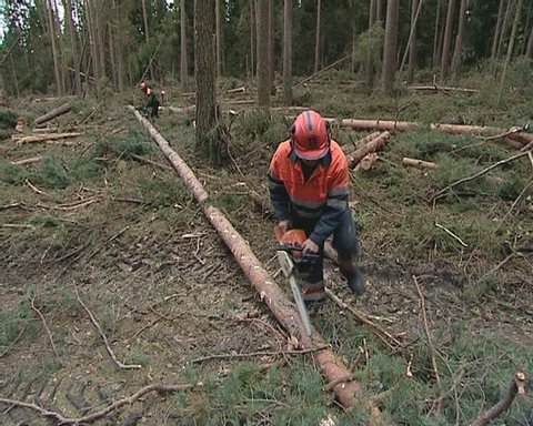 Forest cleaning operations after storm. Workers cut trees with the chainsaw. 