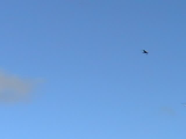 Seagull in flight