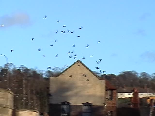 seagulls in flight