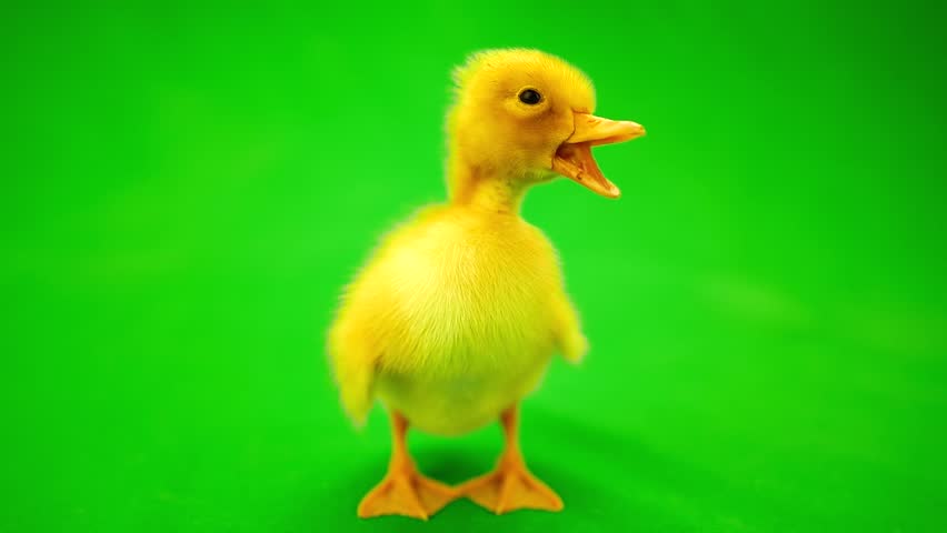 duck on screen