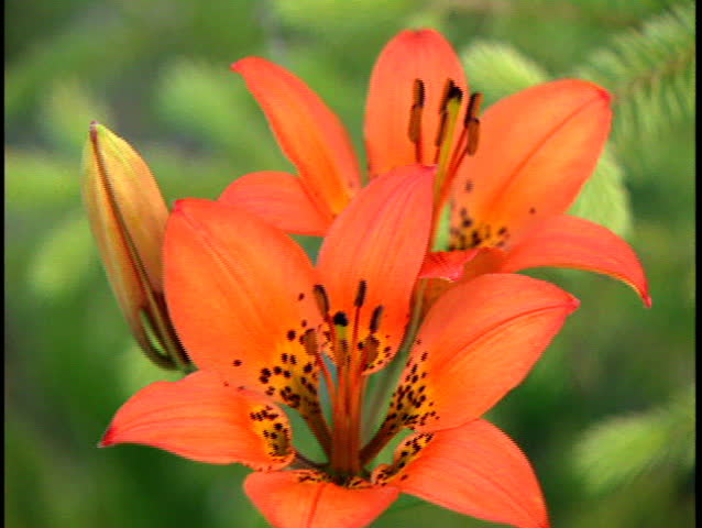 Two western wood lilies in the forest