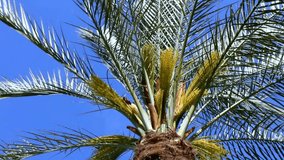 the Trunk of the Palm Against the Blue Sky. Camera Movement From up to the Bottom