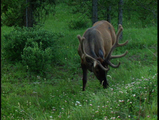 Bull Elk grazing in the forest