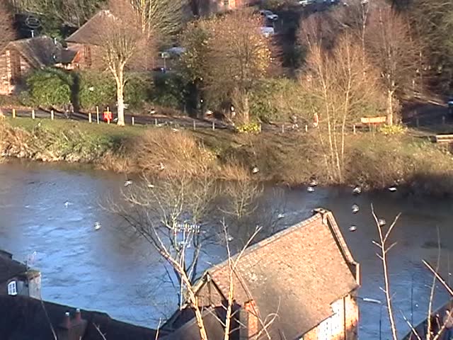 Flock of seagulls flying over river