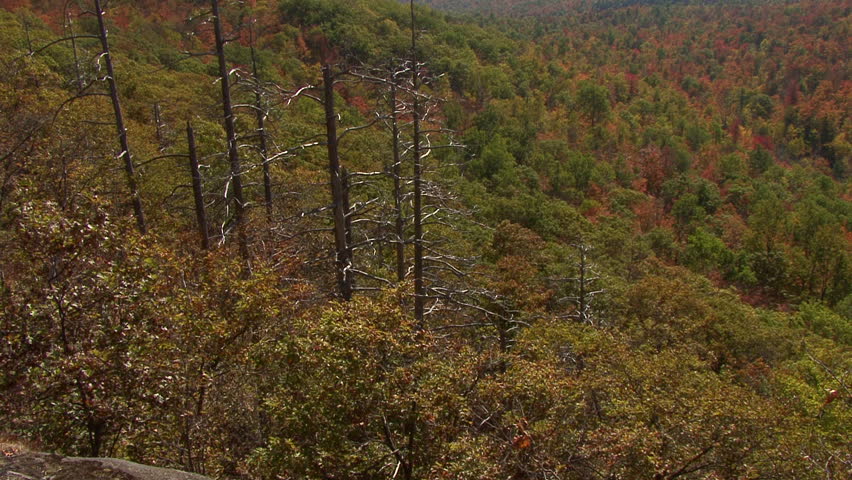 Looking down at dead tree on mountain slope