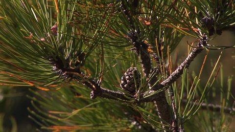 CU of pine cone in branch