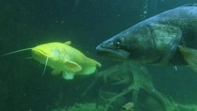 Golden Wels Catfish (Silurus Glanis) and Huge Walleye (Sander lucioperca). Underwater video of fresh water fish. Animals in nature.