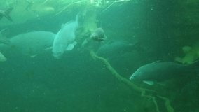 Giant Carp  (Cyprinus carpio) floating in the fish pond. Underwater video of fresh water fish. Animals in nature.