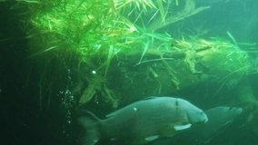 Giant Carp  (Cyprinus carpio) floating in the fish pond. Underwater video of fresh water fish. Animals in nature.