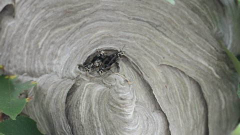 Bald-faced hornets swarm around the opening of a hive in a tree.