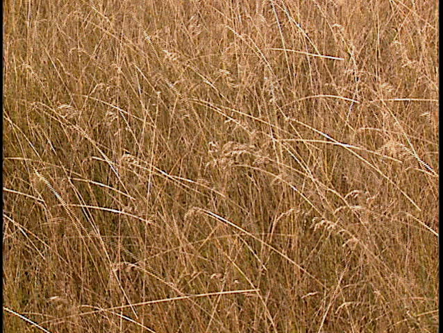 Dry grass blowing in the wind