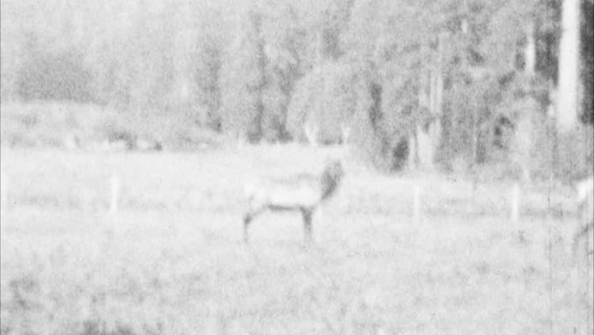 Elk in the Wilderness Archival 1940s