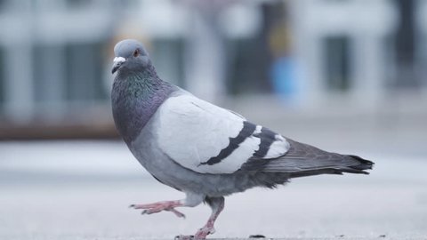 A close-up, slow motion establishing shot of a pigeon in New York City's Central Park. New York - May 1, 2016