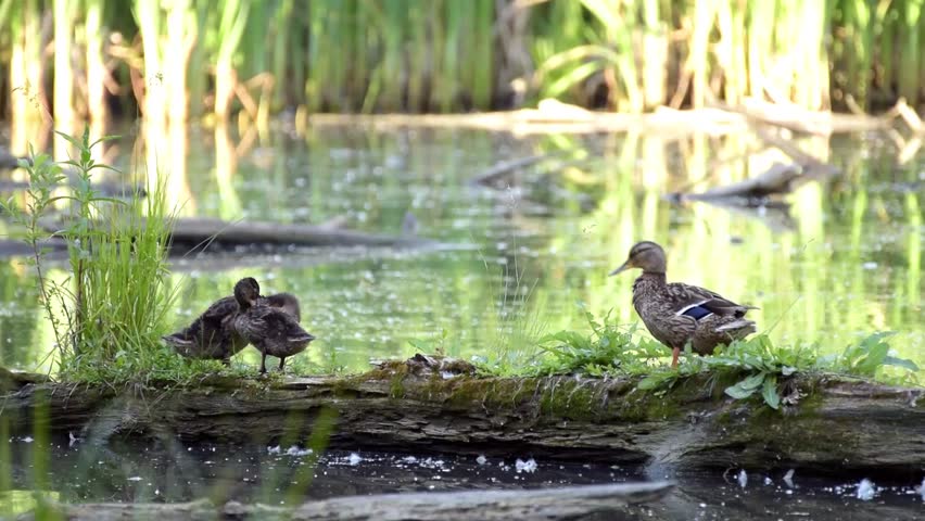 Mother duck and two ducklings sitting on a dry log that lies at the pond