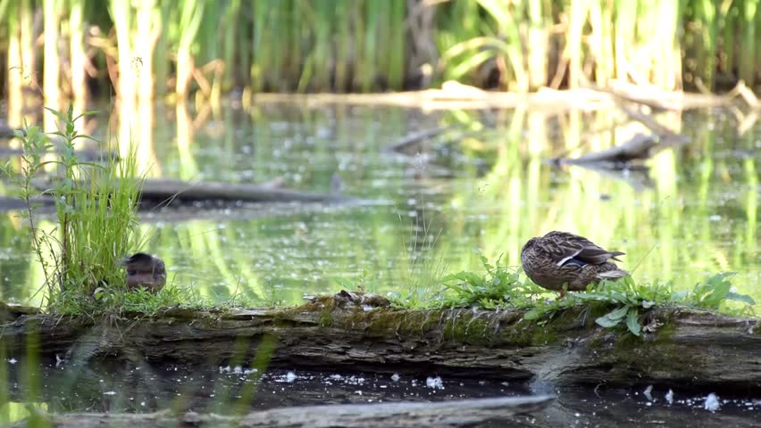 Mother duck and two ducklings sitting on a dry log that lies at the pond