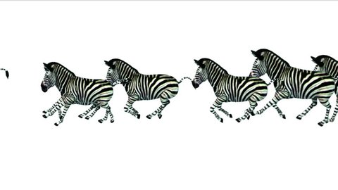 4k Group horses donkeys zebras animals silhouette migration running,Africa grasslands nature background. 4629_4k
