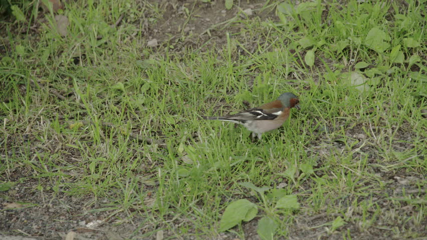 A small Fringilla coelebs also known as Common chaffinch hopping in the ground
