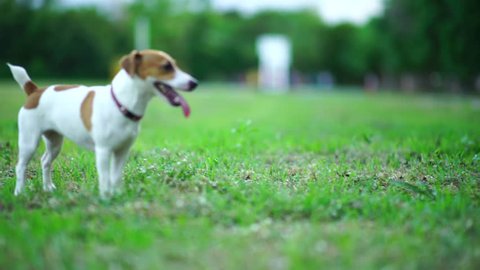 Jack Russel terrier play with football on green lawn,Cute puppy dog.