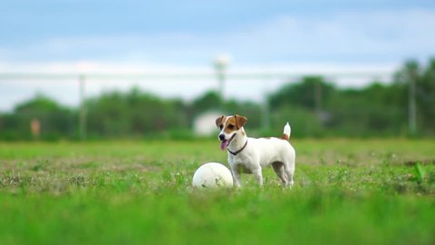 Jack Russel terrier play with football on green lawn,Slow motion 120 fps,Cute puppy dog.