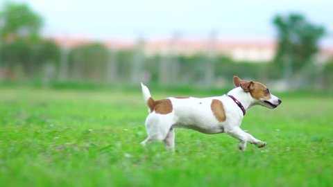 Jack Russel terrier play with football on green lawn,Slow motion 120 fps,Cute puppy dog.