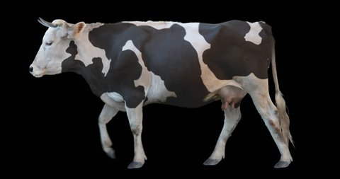 Black and white cow walking on a transparent background. Cyclic animation contains an alpha channel. Can also use as a silhouette.