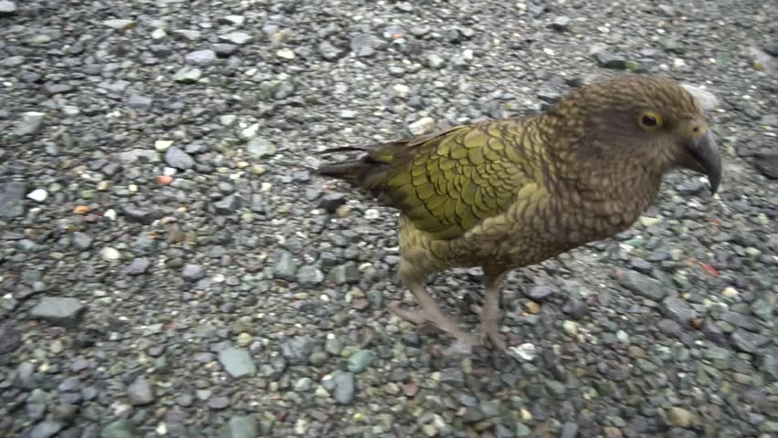The kea (Nestor notabilis) walking on ground in slow motion. Kea is a large species of parrot of the superfamily Strigopoidea found in forested and alpine regions of the South Island of New Zealand.
