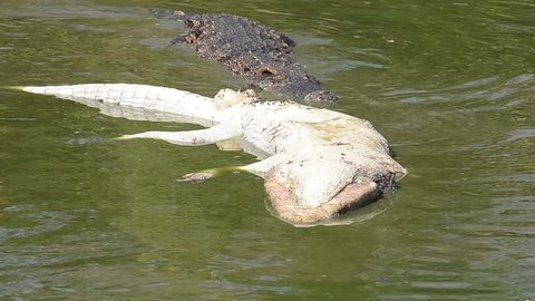 Many crocodiles eating crocodile remains.