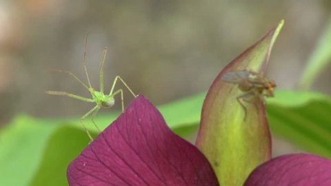 Insect catches smaller bug on trillium petal