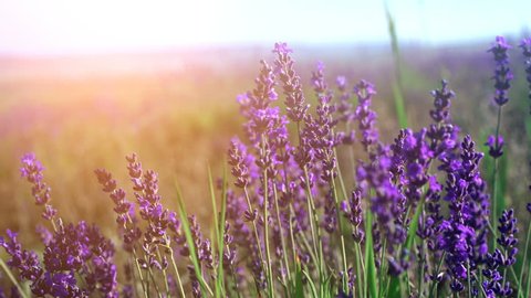 Close up of lavender flowers. Lavender field in Crimea on the background in soft focus. Lavandula flowers swaying in the wind on the sunrise. Sunlight from the corner. 4k UHD
