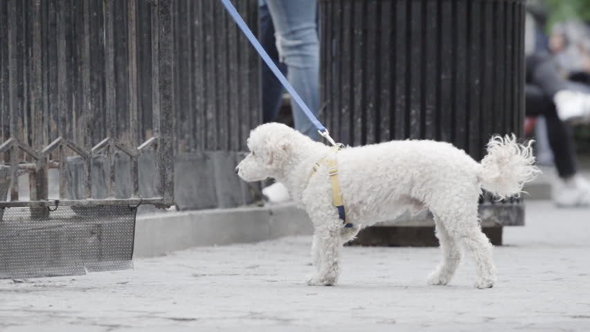 A close-up shot of a dog being walked through the park at 240 fps of slow motion. New York - May 1, 2016