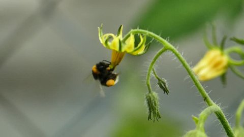 Wasp pollinate the flowers of the tomato
in slow motion