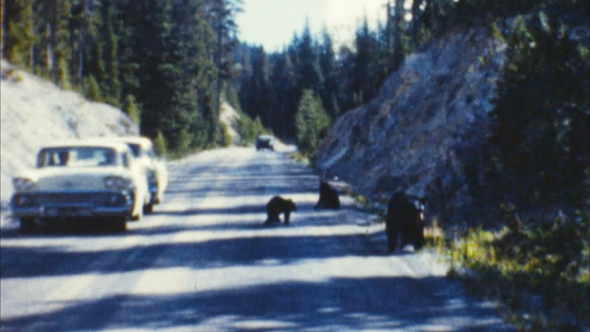 Bears in Traffic Archival 1950s
