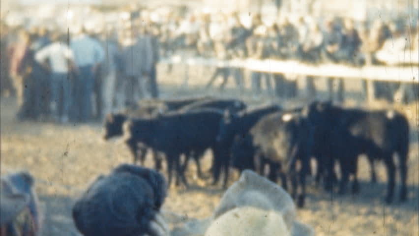 Cattle Run Event Archival 1950s