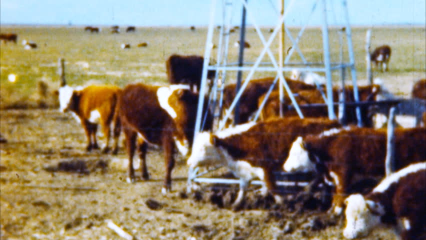 Cows at Pasture Archival 1950s