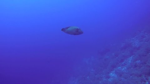 Napoleonfish, Double-headed parrot-fish, Giant maori wrasse or Humphead maori wrasse (Cheilinus undulatus) swimin blue water, Red sea, Egypt, Africa