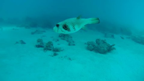 White-spotted puffer (Arothron hispidus) swims over a sandy bottom, Red Sea, Egypt, Africa