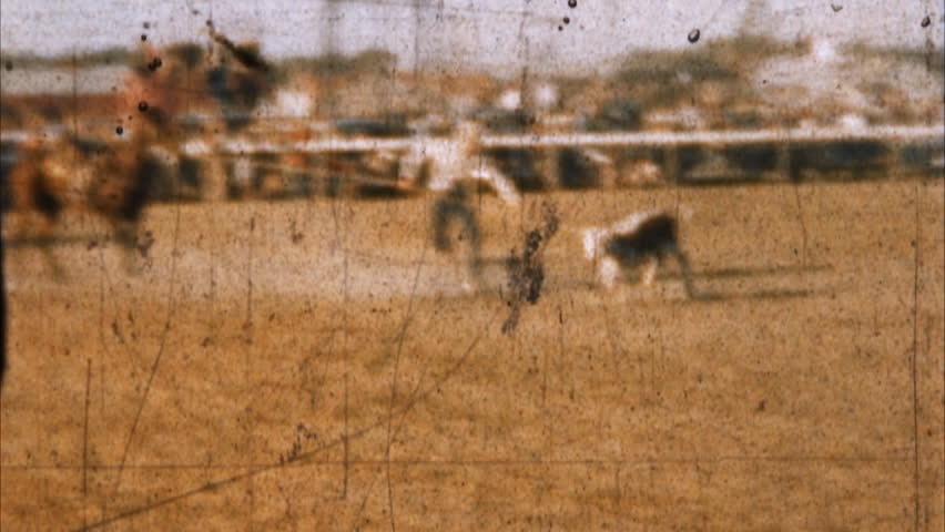 Rodeo Cowboy Calf Roping Archival 1950s