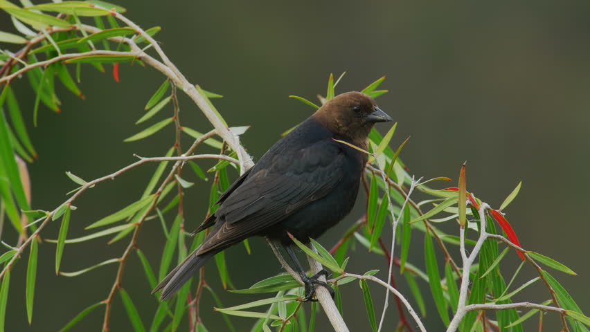 Brown Headed Cowbird Sings and Takes Flight. California USA  4k