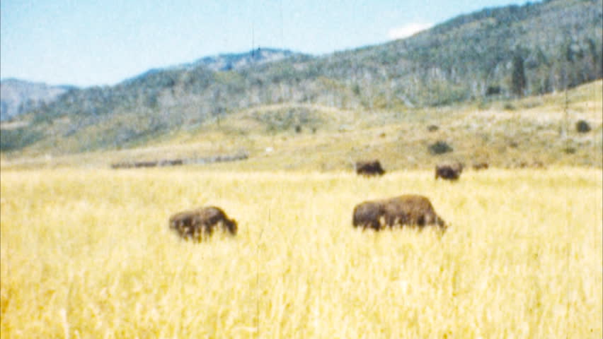 Bison, Yellowstone Park Archival 1950s