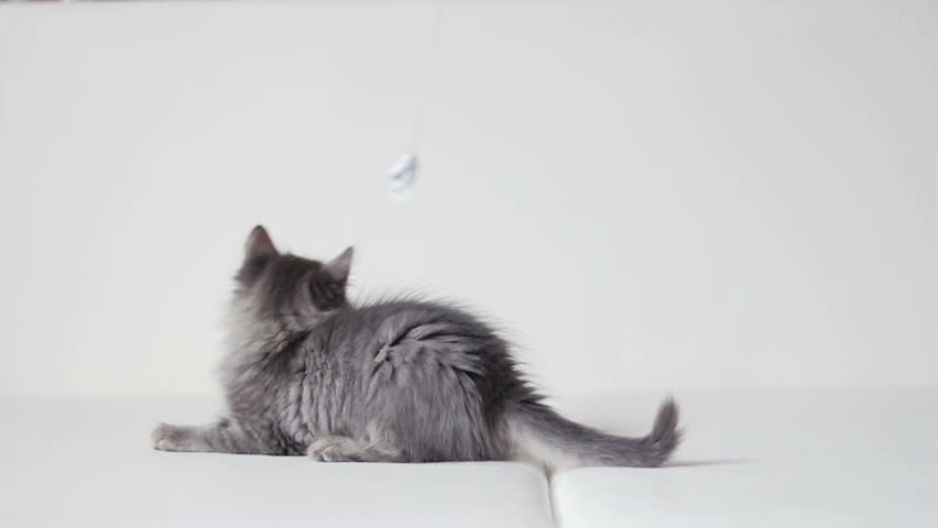 Cat Butterfly Stock Video Footage - 4K and HD Video Clips | Shutterstock