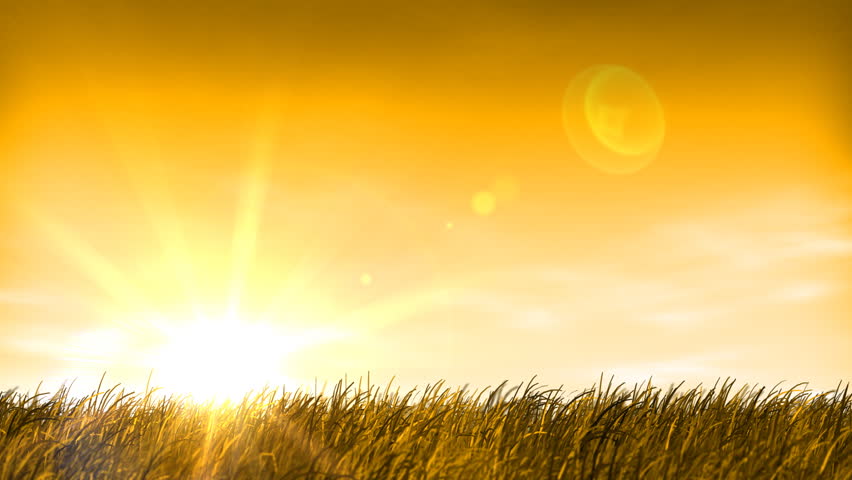 Sunset, Wheat Grass Field and Sky