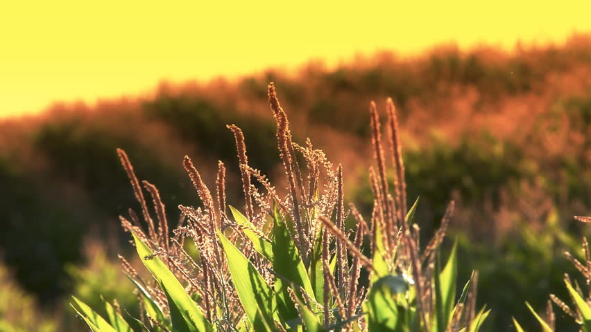 Corn Field Stalks at Sunset